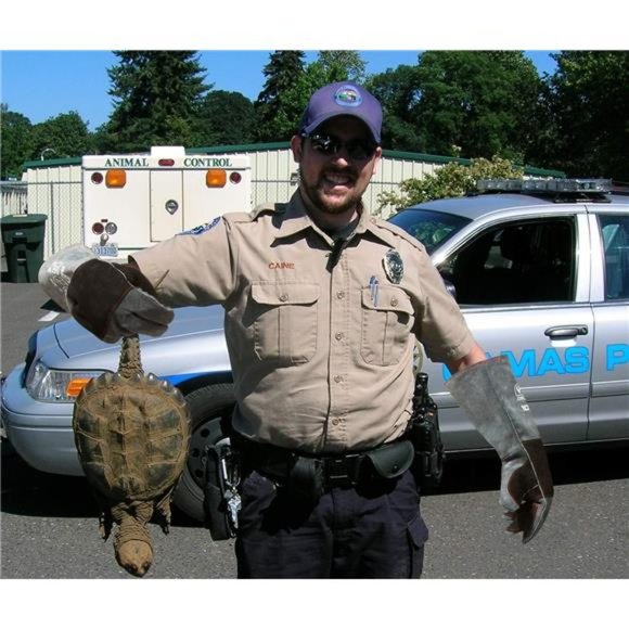 Animal Handling Gloves Bite Proof Double Leather Reinforced Padding Cat Scratch - Picture 2 of 8